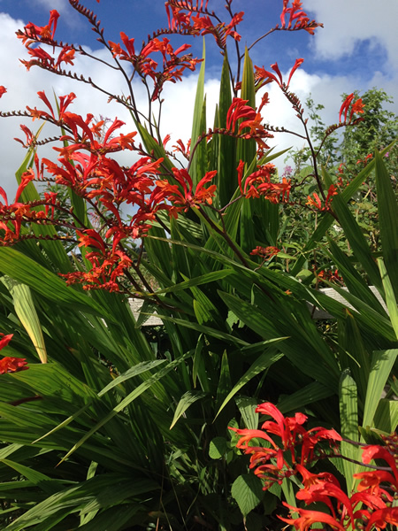 Montbretia